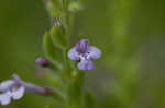 Drummond's false pennyroyal